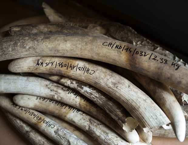 Em fevereiro, dezenas de presas de elefante foram apreendidos e empilhados na sede do Parque Nacional Zakouma à espera de uma auditoria