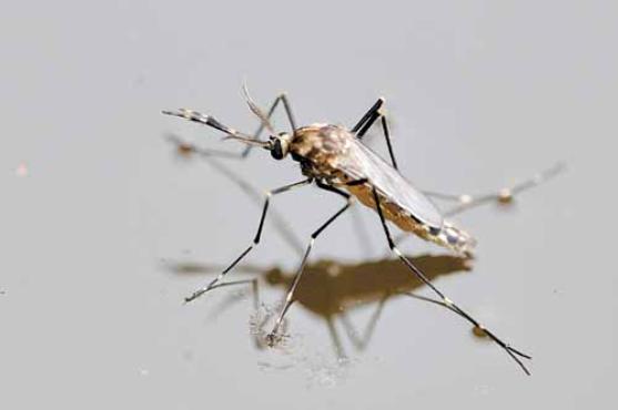 Aedes aegypti, que transmite a febre chikungunya, é suscetível ao novo vírus no Brasil, diz estudo da Fiocruz