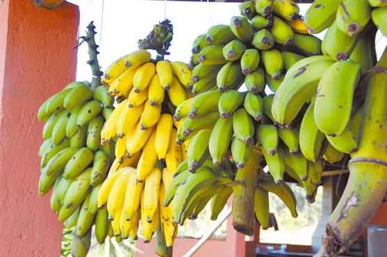 Estudo aponta que farinha da banana tem potencial para reduzir a glicemia