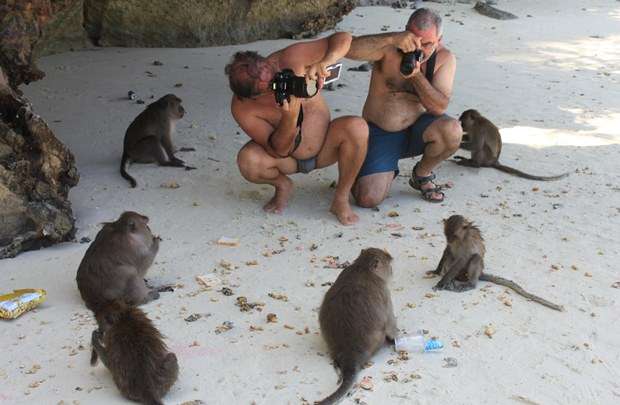 Turistas e os macacos pedintes das ilhas: turismo predatório com garrafas plásticas