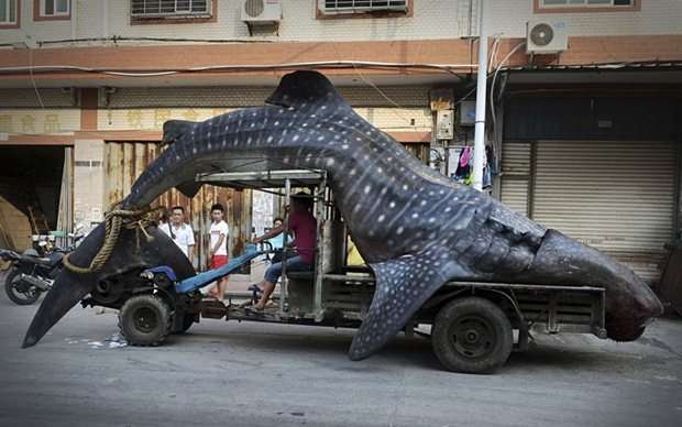 Pescador da província de Fujan, na China, transporta o tubarão-baleia morto depois de ter sido apanhado na rede, na última sexta-feira (1/8). Segundo a imprensa local, o tubarão-baleia tem cinco metros de comprimento e pesa mais de duas toneladas. A foto do animal tem circulado na internet nos últimos dias. Pessoas ficaram espantadas com o tamanho do bicho e o compararam com um 