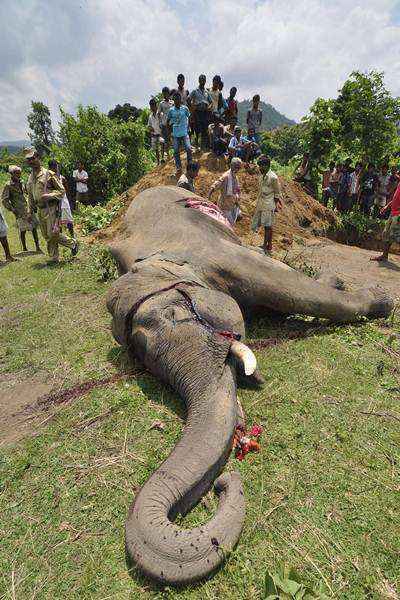 Um elefante morreu eletrocutado em uma aldeia na Índia na manhã desta quinta-feira (7/8). O incidente ocorreu a cerca de 50 km de Guwahati, capital do estado do nordeste da Índia. O mamífero foi eletrocutado por fiações elétricas quando procurava comida em uma aldeia. Apesar do mamífero ser venerado na cultura e onipresente no país, moradores da região faziam uso de fiações ilegais para se protegerem do ataque dos animais selvagens.