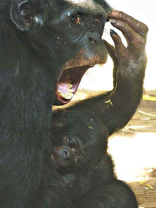 O bocejo contagia também bonobos, mas humanos são mais suscetíveis quando o gesto parte de um conhecido