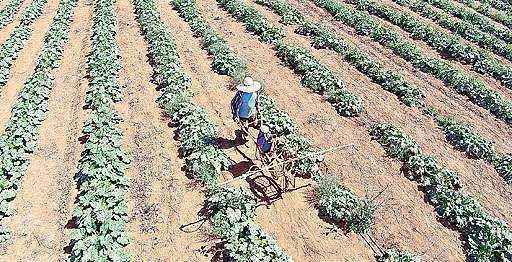 Plantação de abóbora em propriedade próxima a Planaltina: agricultura familiar esbarra em entraves