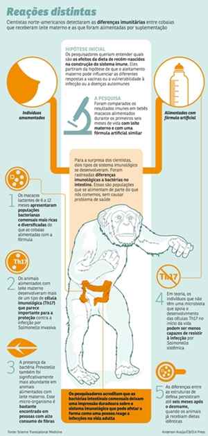 Em experimentos com macacos, cientistas dos EUA constatam que ser alimentado pela mãe nos primeiros seis meses de vida deixa o filhote mais resistente a infecções e a doenças autoimunes