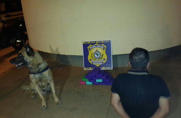 A droga foi encontrada pelos cães da Policia Rodoviária Federal