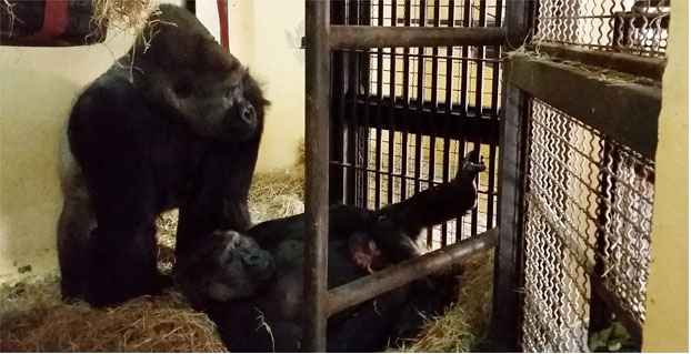 Filhote dorme nos braços da mãe, Imbi, sob o olhar protetor do pai, Leon