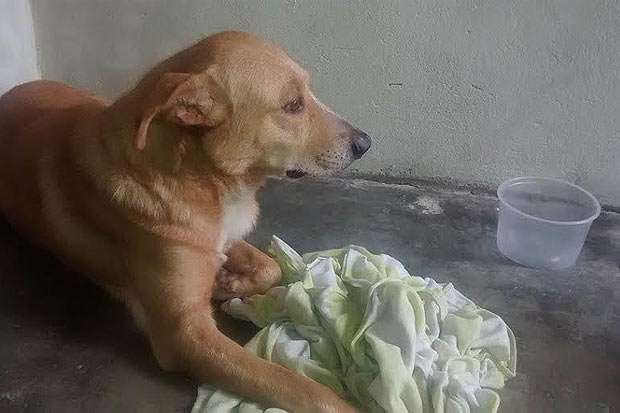 O cachorro que, possivelmente, foi abandonado em um supermercado já encontrou uma família