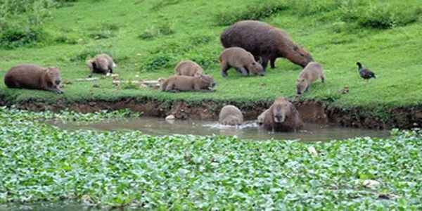 Estão previstos dois processos de captura, um com gaiolas e outro com uso de tranquilizantes. Animais serão encaminhados para áreas de preservação monitoradas pelo Ibama