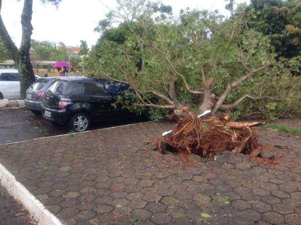 Vendaval derrubou árvore em estacionamento da Universidade dos Correios, na L4 Norte