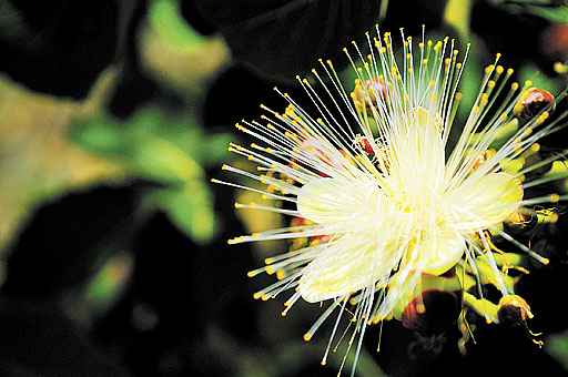 Os filamentos, numerosos em uma única flor, é o órgão sexual masculino do Caryocar brasiliense