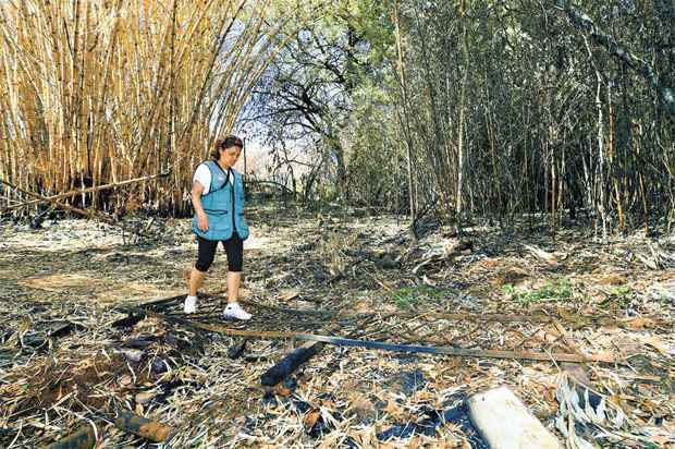 Apenas a armação de ferro sobrou da pequena ponte sobre um dos córregos que dão origem ao Arrudas. Onde corria o leito restaram somente folhas secas e restos de vegetação queimada