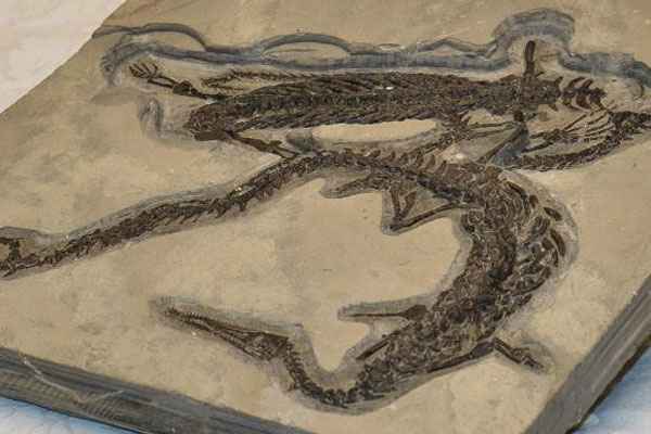 Os 13 fósseis de Mesosaurus braziliensis foram encontrados em São Paulo