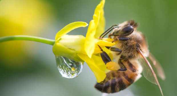 O objetivo do experimento é descobrir o que vem causando o desaparecimento desses bichos em várias partes do mundo