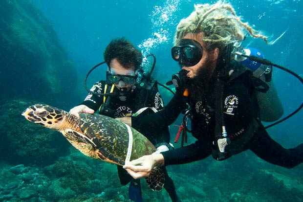 Este ano, a primeira geração de tartarugas protegidas pelo programa voltou para desovar na ilha