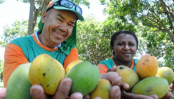 Em todo o Distrito Federal, é possível encontrar o alimento em diferentes variedades. Uma verdadeira fartura de mangas ao alcance das mãos