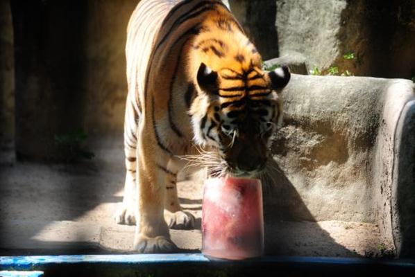 Os felinos têm banho extra no intenso verão do Rio de Janeiro