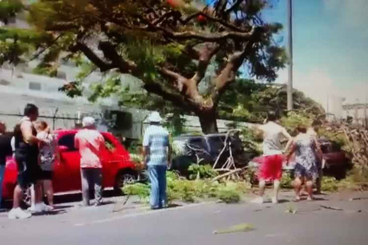 A Novacap afirmou que um caminhão baú esbarrou no flamboyant e comprometeu a árvore