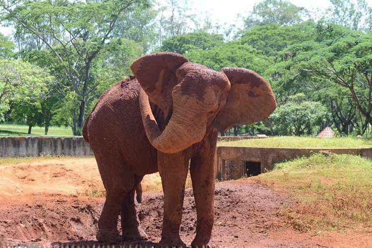 Elefante Chocolate está ferido, mas não faltam medicamentos para os animais