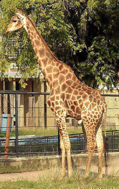 Zagalo, filho de Léo e Bia, vive hoje no zoológico do Rio de Janeiro: ele não teria de condições de voltar ao DF