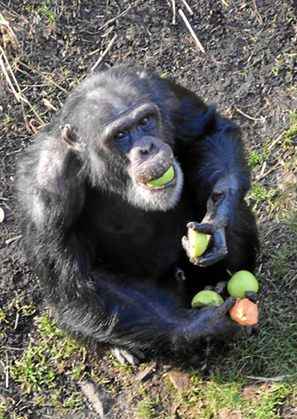 Chimpanzé no Zoo de Edimburgo: união de grupos fez animais mudarem grunhidos referentes a maçã