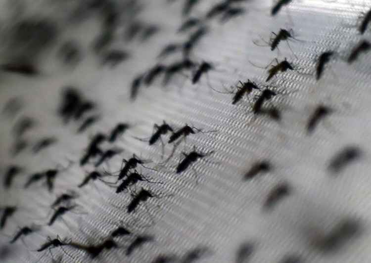 Distrito Federal registrou queda de 79% nos casos de dengue registrados em janeiro deste ano em comparação ao mesmo período de 2014, segundo governador