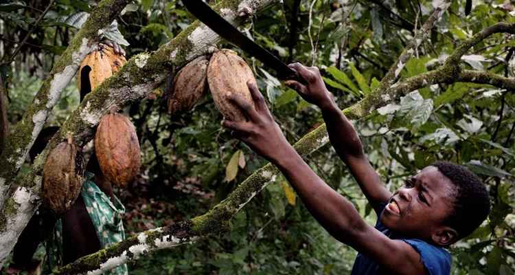 Após repercussão de documentários que mostram a realidade por trás da produção do chocolate, empresas procuram conscientizar comunidades africanas