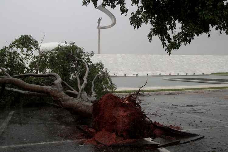 Uma das três árvores que caíram durante a chuva no estacionamento do Memorial JK