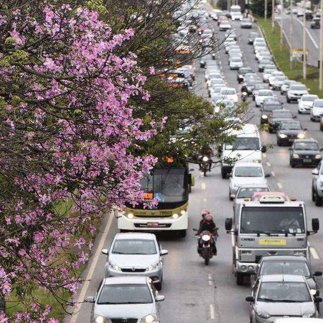 Apesar da alta umidade do ar no DF, alguns ipês já floresceram