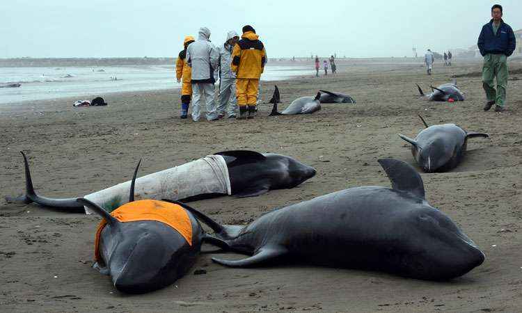 Quase 150 golfinhos da espécie cabeça-de-melão encalharam nesta sexta-feira em uma praia do Japão, onde os moradores e a Guarda Costeira tentaram, desesperadamente, prestar auxílio.