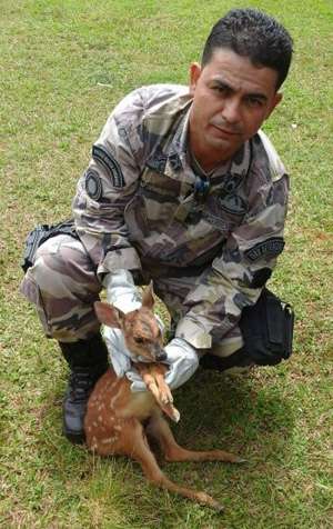 Dona dos cães conseguiu salvar o animal, que foi levado para o zoológico pela Polícia Militar Ambiental