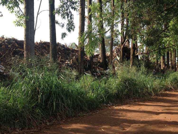 Eucaliptos contêm o lixo às margens de estrada da Cabeceira do Valo