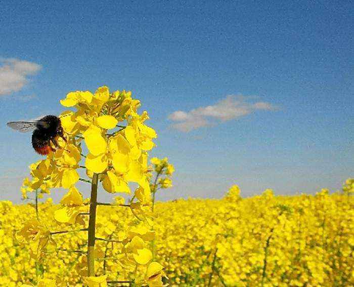 Abelha da espécie Bombus terrestris em campo de flores na Inglaterra: preferência pela glicose misturada ao inseticida neonicotinoide