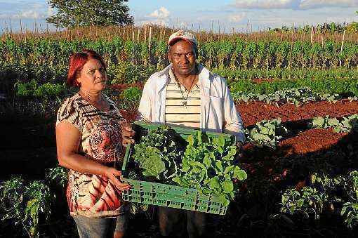 Lindacy e Raimundo plantam, colhem, embalam e vendem produtos orgânicos: cursos para melhorar a produção