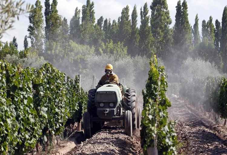 Na rota do vinho argentino, os brasileiros perdoam as disputas esportivas. Num campo de parreiras, não tem como 