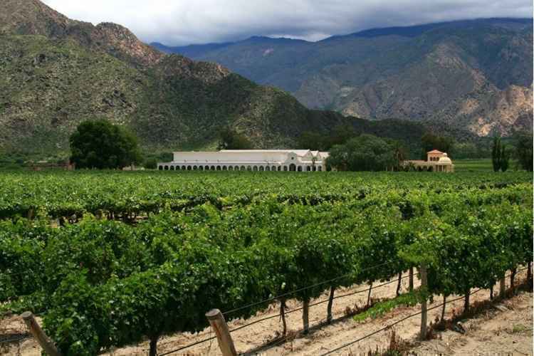 Na rota do vinho argentino, os brasileiros perdoam as disputas esportivas. Num campo de parreiras, não tem como 