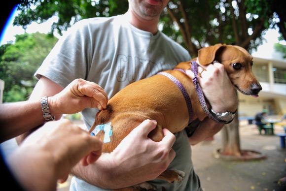 Segundo a pesquisa, 75,4% dos donos de gato ou cachorro vacinaram seus animais nos doze meses anteriores ao questionário