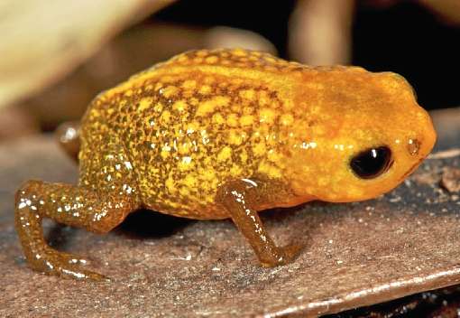 Cientistas identificam novas espécies de sapos em morros da Mata Atlântica