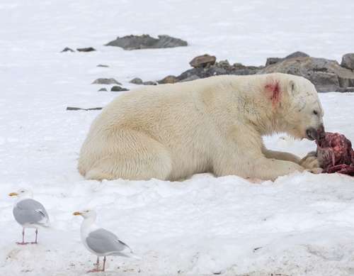 O urso  devorou um dos cetáceos e enterrou outro sob a neve, outro fenômeno visto poucas vezes