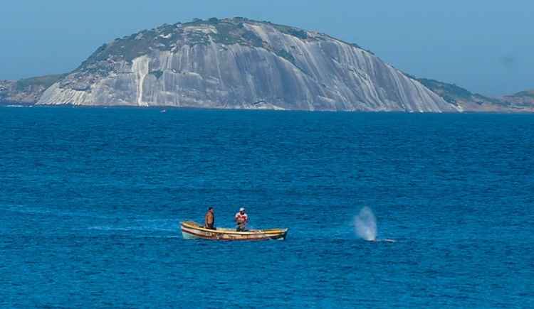 Baleia fica presa na praia do Leme e é liberada por pescadores que cortaram a rede que a prendia