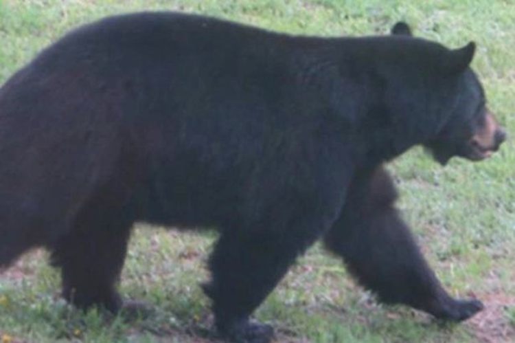 Vizinhos viram um urso preto próximo à padaria, mas não confirmaram se foi este o invasor