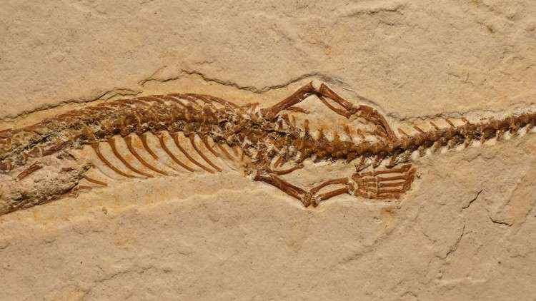 Trata-se de um fóssil excepcionalmente bem preservado e potencialmente revolucionário para o estudo da evolução de cobras e lagartos