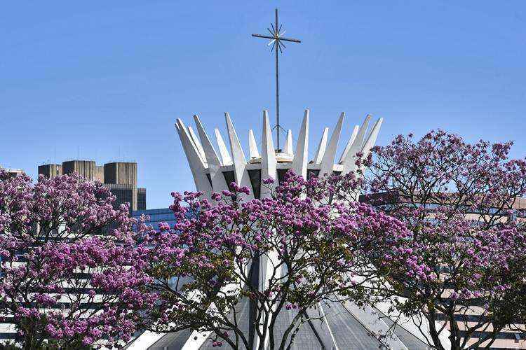 Com a vegetação acinzentada pela seca, os ipês são a atração da cidade nesta época