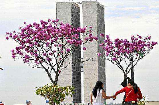 As flores roxas já tomaram a cidade e despertam a atenção dos brasilienses. Próximo ao Congresso Nacional, à Catedral, nas asas Sul e Norte e em diversos outros pontos, elas embelezam a capital.