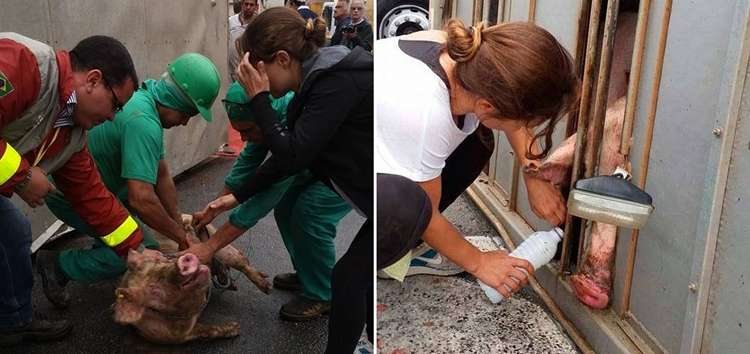 Ativistas e veterinários socorreram os animais com água e remédios, e ajudaram a tirá-los das ferragens