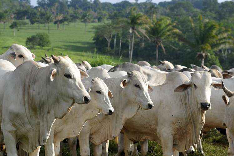 Agentes encontraram uma vaca com sinais da doença