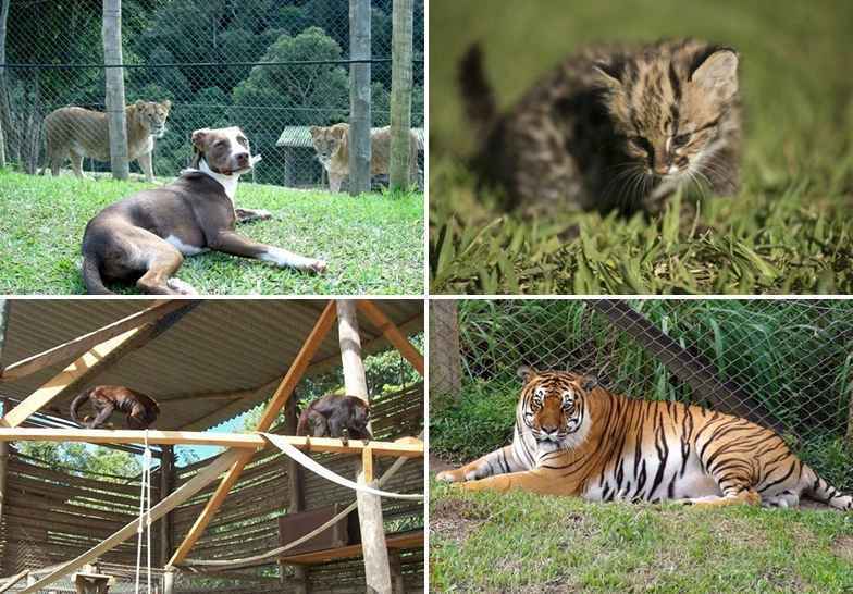 Iniciativa arrecadou mais de R$ 930 mil para financiar a compra de uma nova sede. Rancho dos Gnomos abriga 230 animais resgatados em situação de risco