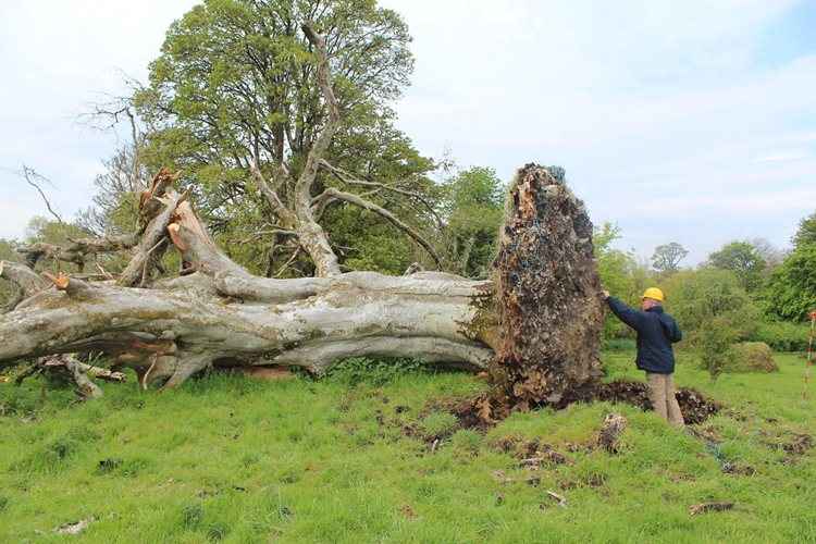 A árvore de 200 anos tombada na Irlanda