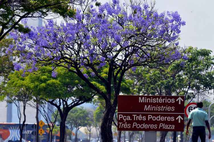 Chegada da estação alegra a cidade, que tem o privilégio de ser florida o ano todo