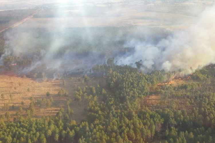 Bombeiros combatem o incêndio na Floresta Nacional desde a noite de ontem.